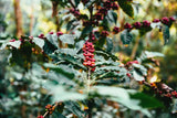 The Exclusive Blend Coffee - Herbert & Ward Ltd